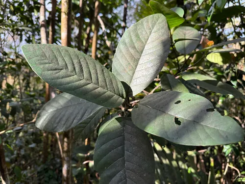 Cucubano De Monte