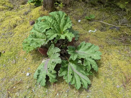 Chilean Gunnera — photo by nolew02