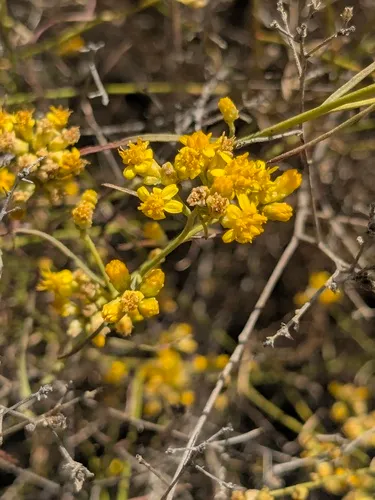 San Joaquin Snakeweed