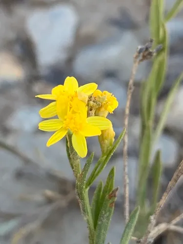 Lone Mesa Snakeweed