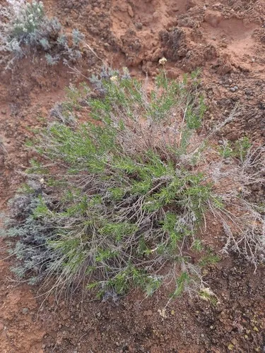 Broom Snakeweed