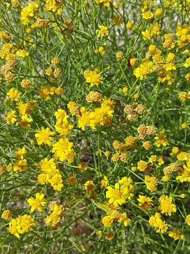 Late Snakeweed