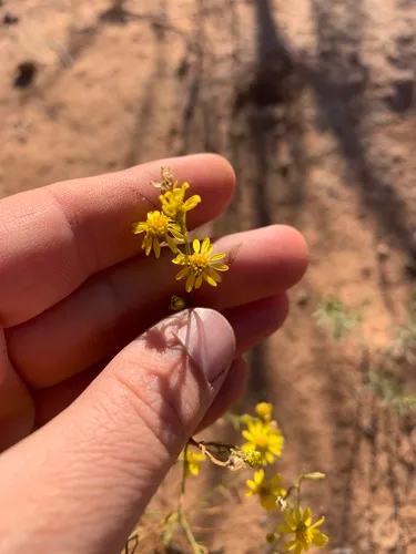 Roundleaf Snakeweed