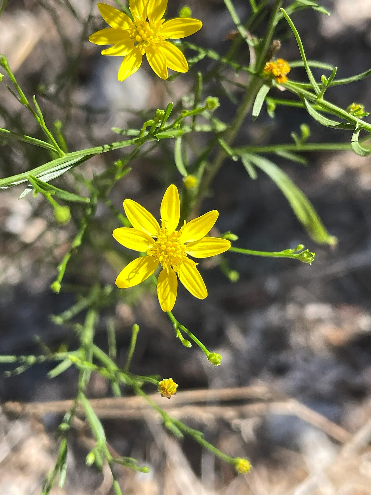 Texas Snakeweed — photo by no rights reserved