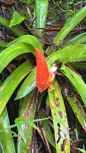 Bertero's Tufted Airplant