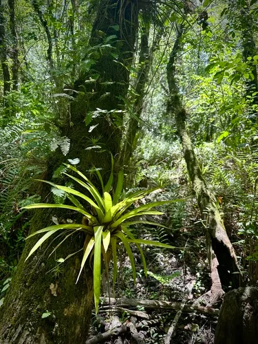 West Indian Tufted Airplant