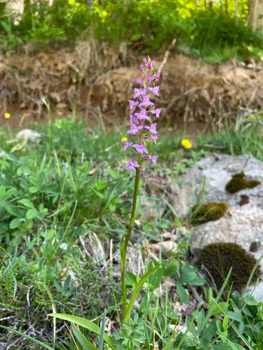 Fragrant Orchid — photo by Ali