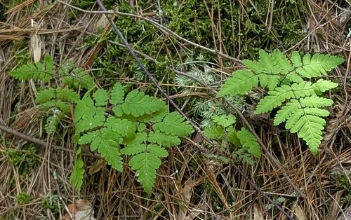 Appalachian Oakfern