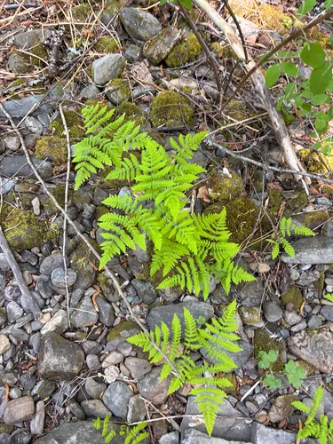 Pacific Oakfern