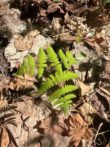 Western Oakfern — photo by ColinDJones