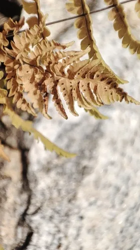 Asian Oakfern