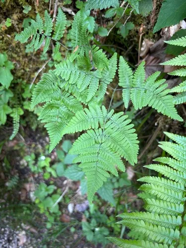 Scented Oakfern
