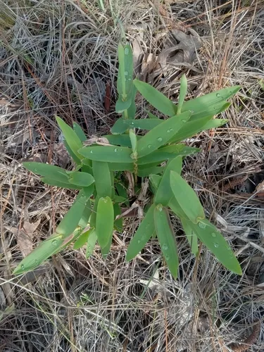 Bearded Skeletongrass