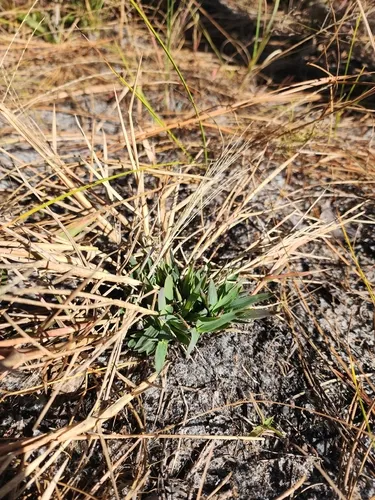 Chapman's Skeletongrass