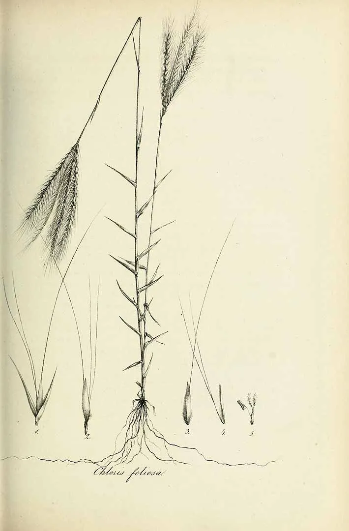 Leafy Skeletongrass — photo by Carl Bernhard von Trinius