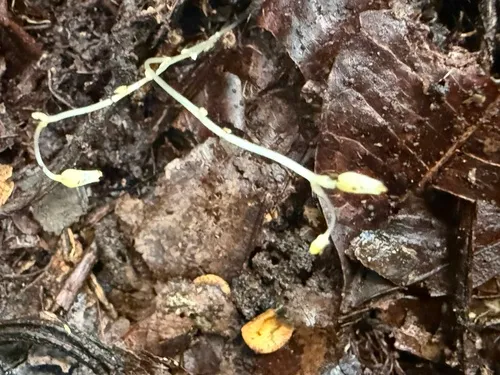 Mountain Yellowseed