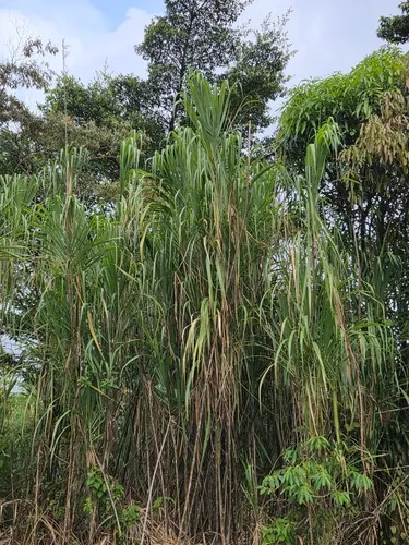 Wildcane — photo by jabonucci