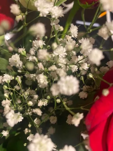Showy Baby's-breath — photo by Catherine W Ellzey