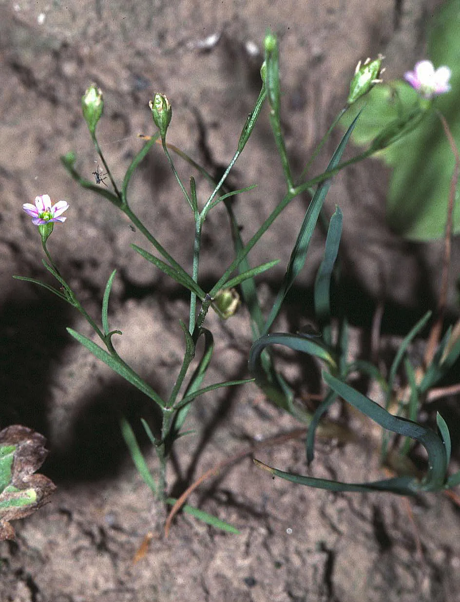 Low Baby's-breath