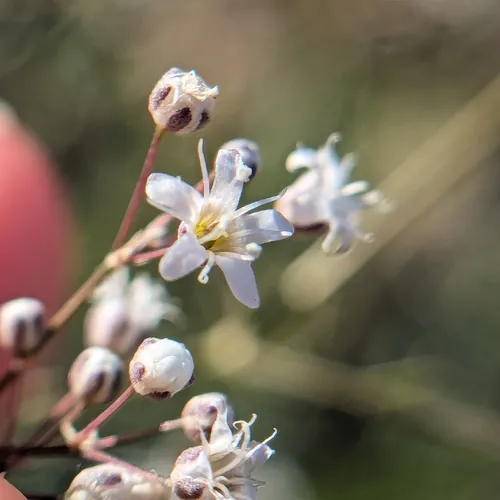 Baby's Breath — photo by Irina Kalashnikova