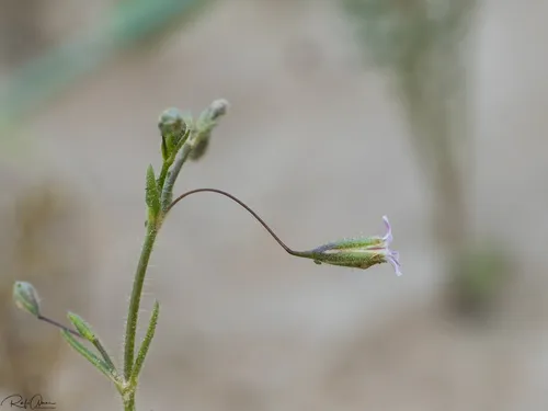 Turkish Baby's-breath