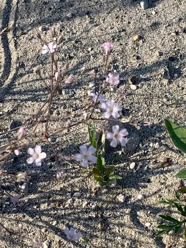 Creeping Baby's-breath