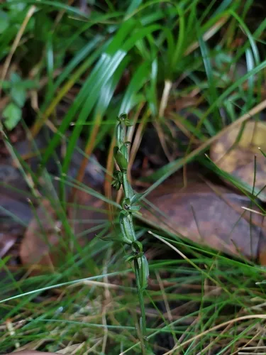 Guadeloupe Bog Orchid