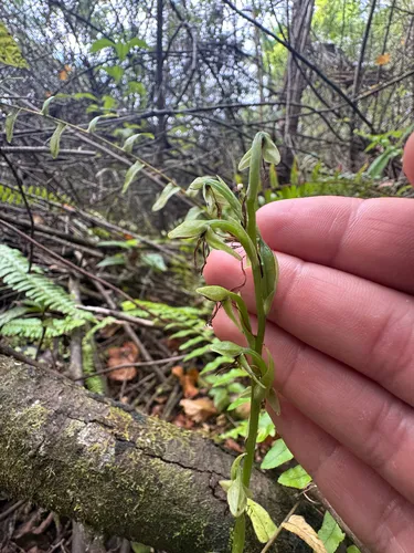 Hammock Bog Orchid