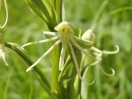 Big-horn Bog Orchid