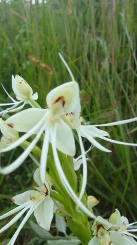 Longhorn Bog Orchid