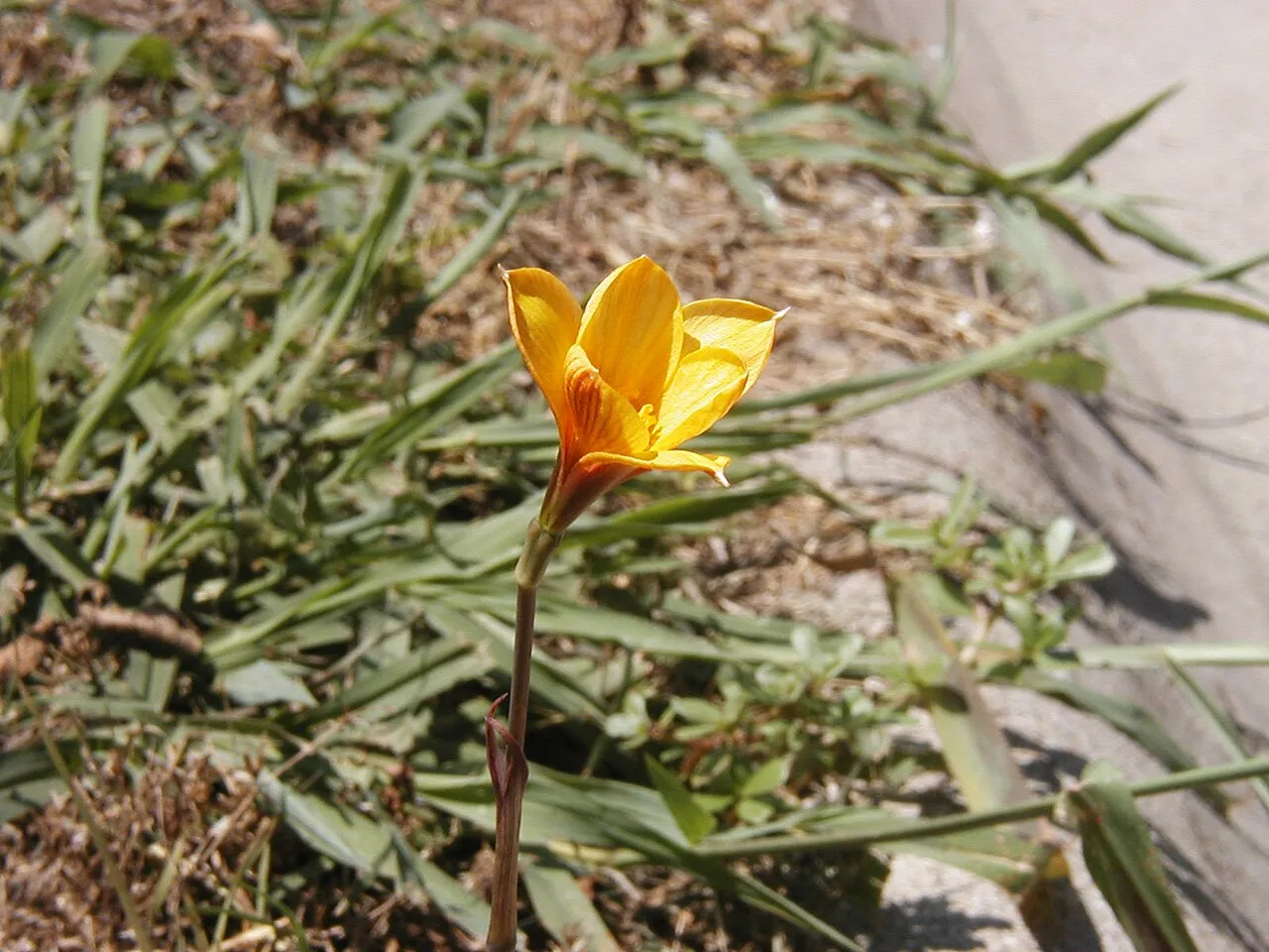 Rio Grande Copperlily