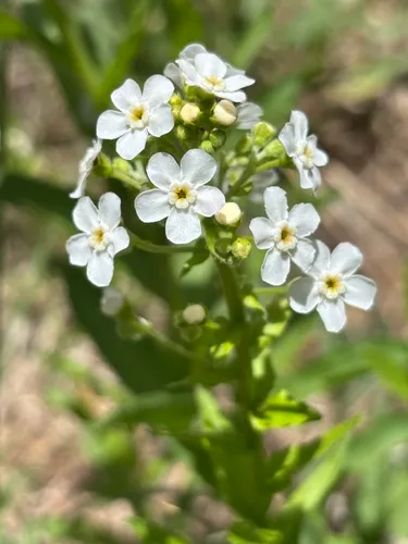 California Stickseed