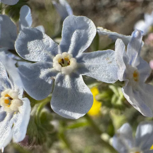 Okanogan Stickseed — photo by Elliot Robison