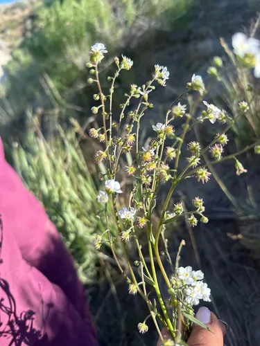 Cronquist's Stickseed