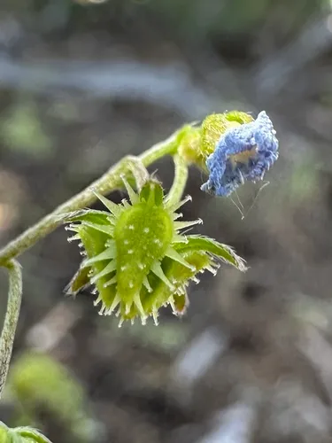 Cusick's Stickseed — photo by Matt Berger