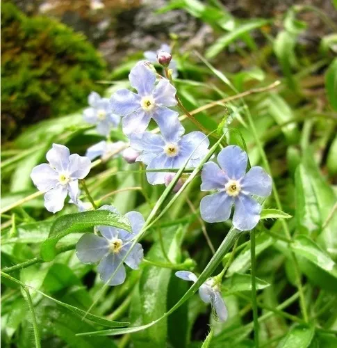 Davis' Stickseed — photo by Jessica Irwin