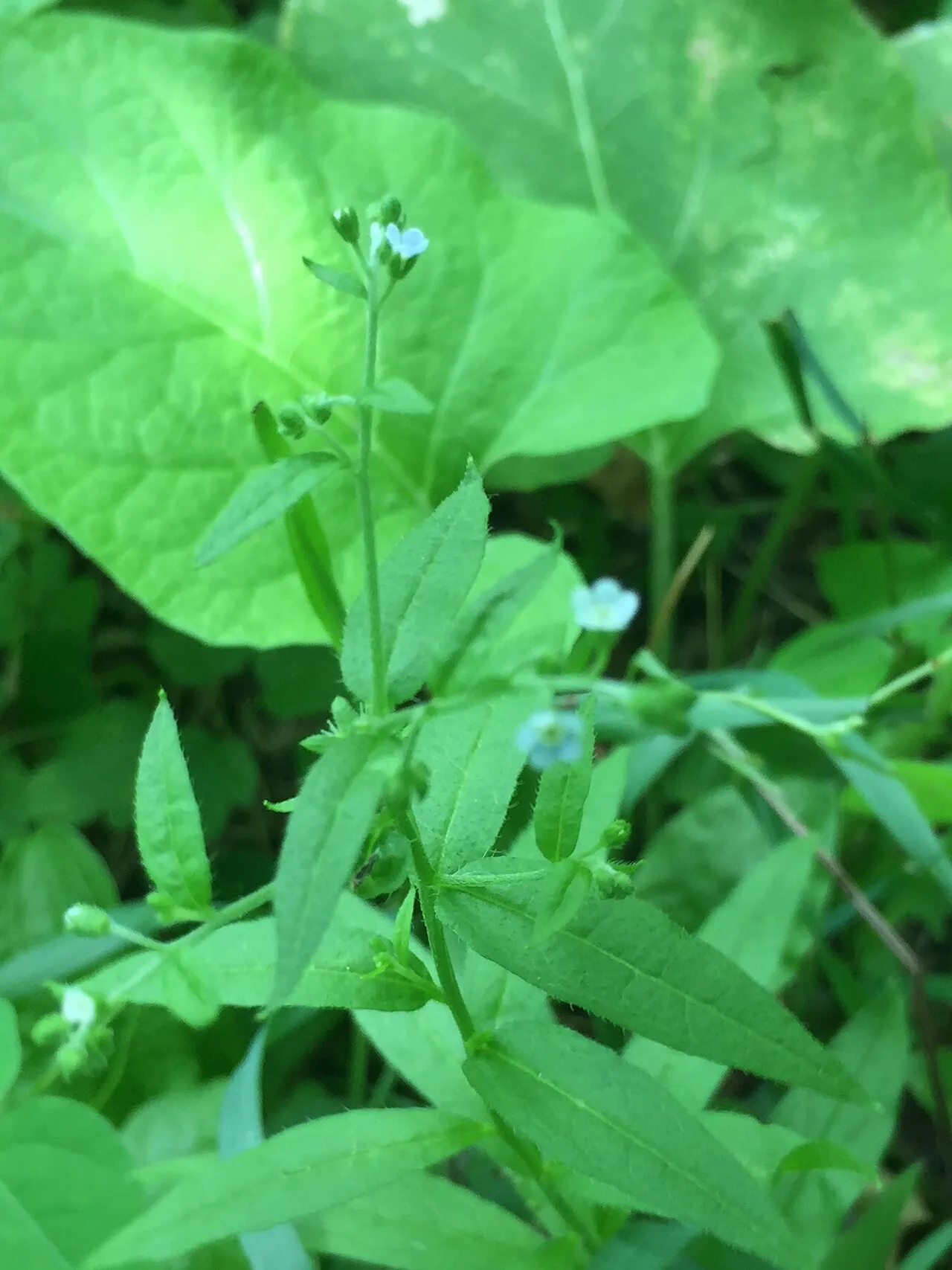 American Stickseed (var. americana) — photo by (c) Mary Krieger, some rights reserved (CC BY)