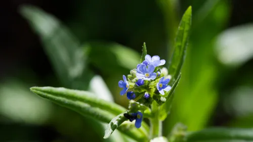 Manyflower Stickseed — photo by Daughter Dad