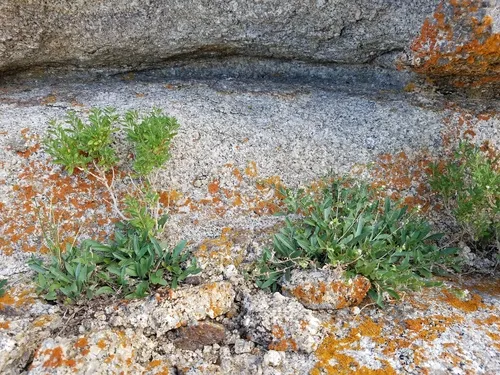Ibapah Tickweed — photo by evolvulux