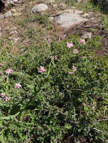 Pink Stickseed — photo by Jet Thompson