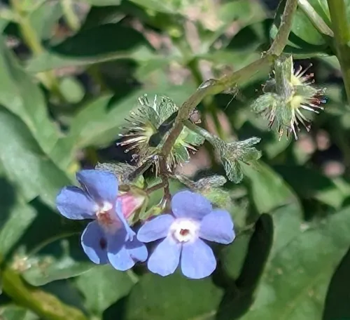 Sierra Stickseed — photo by Kathy Moorse