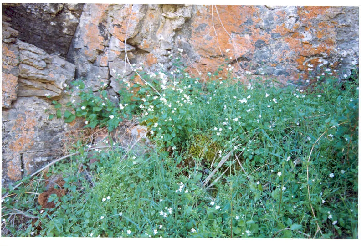 Owyhee River Stickseed — photo by Either Roger Rosentreter or Ann DeBolt, though in some cases it may be the wo…