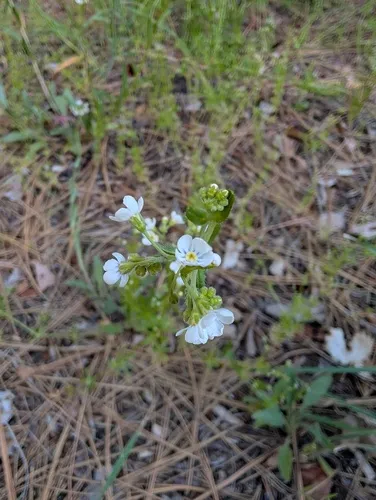 Spotted Stickseed — photo by Daughter Dad