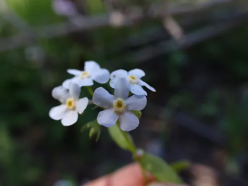 Livermore Stickseed (var. pinetorum) — photo by Radha Veach