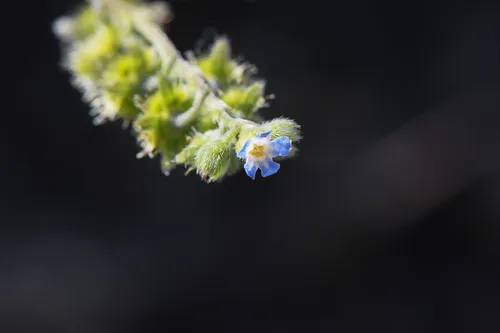 Bristly Stickseed
