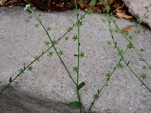 Chihuahuan Stickseed