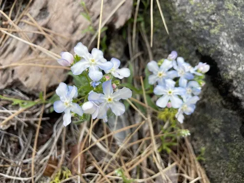 Lesser Showy Stickseed — photo by Jesse E. D. Miller