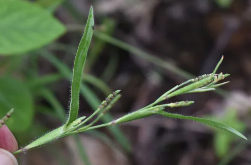 Pitscale Grass — photo by Russell Cumming