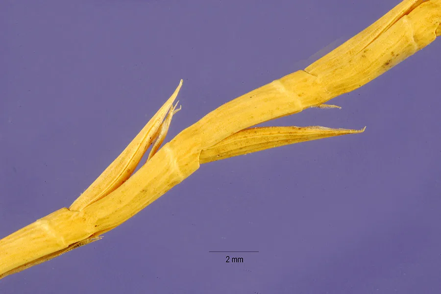 Barbgrass — photo by Jose Hernandez