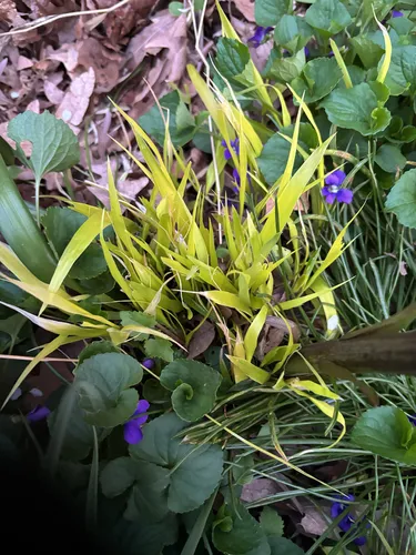 Hakone Grass — photo by Beth Ann